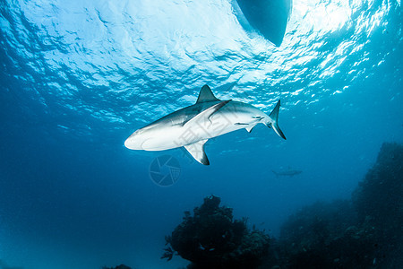 加勒比珊瑚礁鲨鱼野生动物海洋捕食者蓝色危险热带生活运动荒野珊瑚图片
