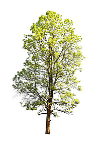 白色背景上孤立的树收藏生活天篷绿色植物核桃绿色植物树木环境季节图片