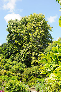 英国夏日的老树剥皮树干棕色森林林地树叶背景图片