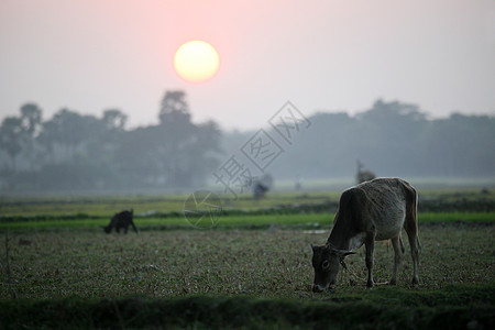 印度西孟加拉的Sundarbans 日落时牧草的一头奶牛棕榈太阳牧场农村情调动物沼泽荒野公园场地图片