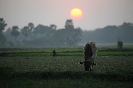 印度西孟加拉的Sundarbans 日落时牧草的一头奶牛风景野生动物动物热带农村太阳沼泽棕榈食草情调图片