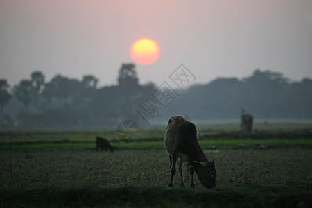 印度西孟加拉的Sundarbans 日落时牧草的一头奶牛情调公园沼泽棕榈牧场太阳风景喇叭哺乳动物场地图片