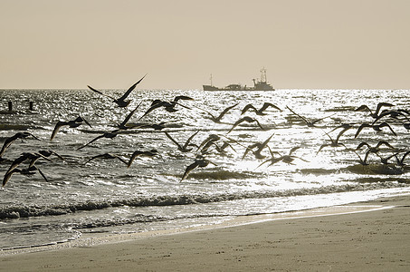 海滩上鸟群的抽象摘要图片