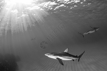 加勒比珊瑚礁鲨鱼海洋旅行生活潜水运动捕食者礁鲨动物野生动物危险图片