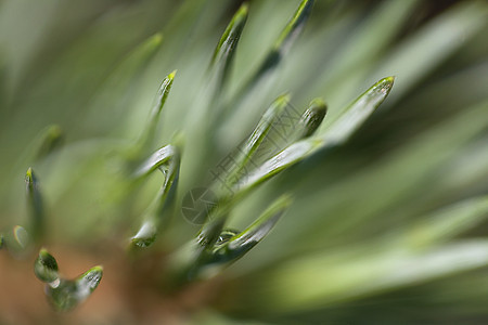 雨后松树阳光光合作用针叶水滴植物学自然生长植物植物群植被图片