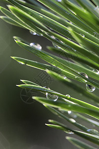雨后松树阳光森林植被环境植物群植物学自然植物水滴宏观图片