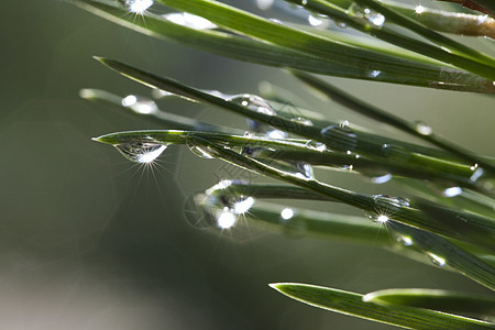 雨后松树植物学自然阳光生长环境植物植物群光合作用水滴宏观图片