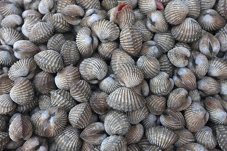 原始新鲜贝壳食物海岸渔业团体热带海滩市场海鲜美食图片