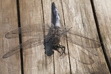 飞龙坐在木板上叶子眼睛尾巴昆虫学植物生活公园昆虫脆弱性野生动物图片