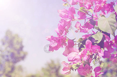 花朵以甜甜柔软的颜色和模糊的风格公园植物学叶子花瓣美丽热带紫色花园白色气候图片