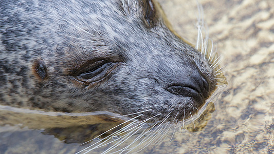 水中的欧洲普通海豹眼睛乐趣游泳鼻子焦点选择性图片