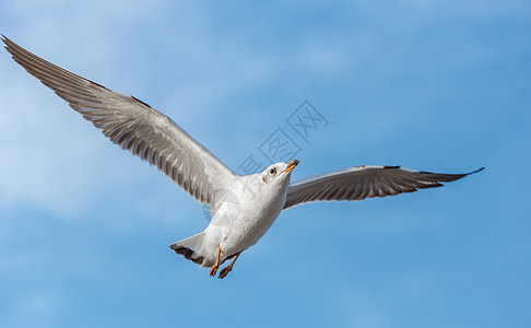 海鸥在蓝天空中飞翔蓝色羽毛天空荒野阳光速度野生动物阴影飞行自由图片