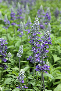 特写紫色鲜花药品叶子草本草本植物绿色花园植物园艺香气蓝色图片