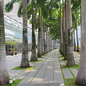 椰枣的一行植物园公园小路植物旅行热带大街花园街道皇家背景图片