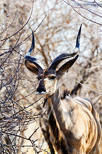 Kudu 的肖像图片
