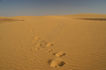 沙漠中的轨迹访问尾巴绿洲荒野骆驼行星砂岩晴天阴影太阳图片