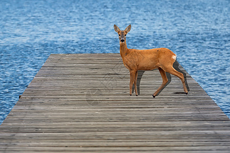 码头上的小鹿图片
