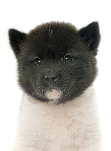 美洲小狗棕色黑色三色白色宠物工作室动物背景图片