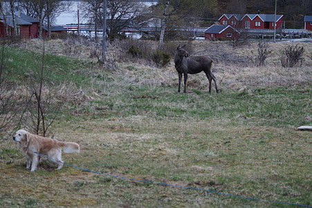 挪威的驼鹿野生动物荒野图片