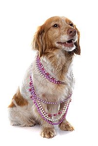 布列塔尼斯帕尼尔宠物动物珍珠工作室珠宝小狗衣领猎狗猎犬女性图片