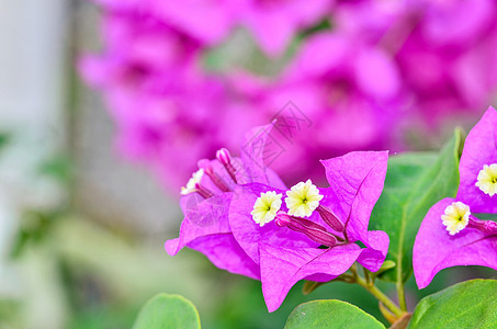 布干维尔鲜花粉色紫色红色白色花瓣热带图片