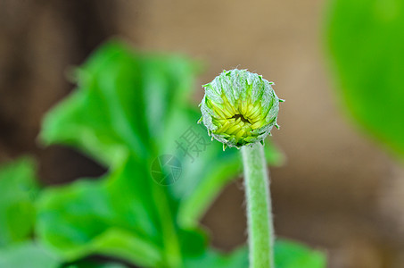 杂草花芽菊科花园栽培红色植物生长温室季节图片