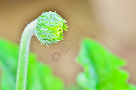 杂草花芽花园栽培红色季节菊科生长温室植物图片