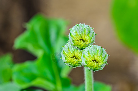 杂草花芽栽培季节红色植物温室花园生长菊科图片