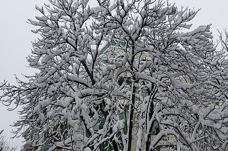 雪下全是白色的 冬天风景 在树木上布满了大雪木头季节性时间冬令冻结场景寒意季节寒冷公园图片