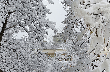 雪下全是白色的 冬天风景 在树木上布满了大雪季节性公园时间寒意寒冷场景降雪冬令季节冻结图片