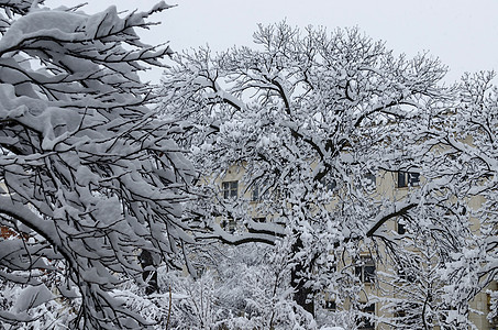 雪下全是白色的 冬天风景 在树木上布满了大雪寒冷冻结寒意冬令季节公园场景时间降雪木头图片