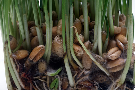 增长小麦商业棕榈概念生活生长培育发芽植物发育绿色图片