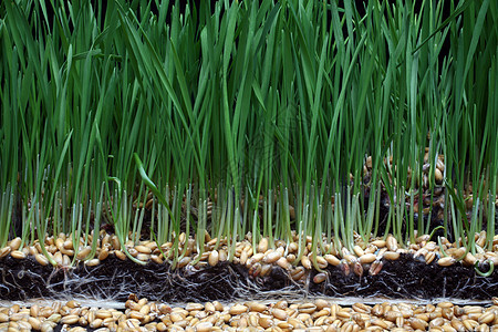 增长小麦绿色燕麦叶子植物生活棕榈概念商业生长发育图片
