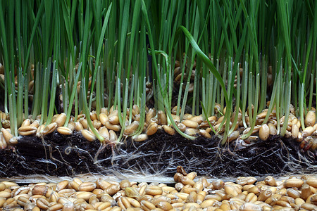 增长小麦商业植物概念棕榈工作室发育绿色生长叶子生活图片