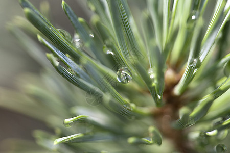 雨后松树针叶光合作用水滴自然环境阳光森林植被植物生长图片