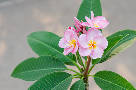 粉红花花花瓣绿色叶子花园粉色黄色植物群植物鸡蛋花热带图片