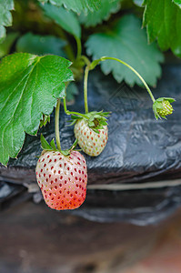 新鲜草莓场地藤蔓花园水果食物农场浆果植物生长收成图片