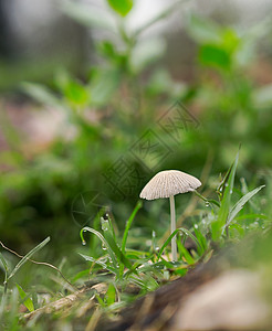 春雨后 蘑菇出现图片