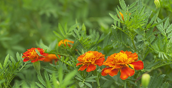 春底新鲜金花花图片