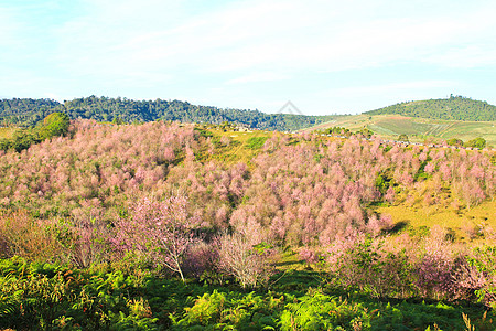 泰国位于L区Phu Lom Lo山的Sakura 或植物学植物群荒野花园季节蜡质植物叶子蓝色天空图片