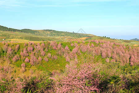 泰国位于L区Phu Lom Lo山的Sakura 或植物植物学旅行蜡质场景叶子季节樱花天空荒野图片