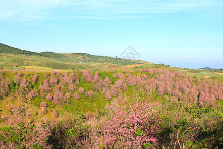 泰国位于L区Phu Lom Lo山的Sakura 或花园蓝色植物学叶子旅行植物群天空季节樱花场景图片