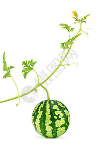 西瓜 新鲜 多汁绿干叶图片