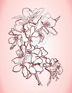 手画苹果树枝花朵装饰品花束艺术品艺术墨水玫瑰铅笔花园植物图片