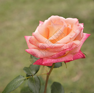 花园种植中美丽的玫瑰花朵图片