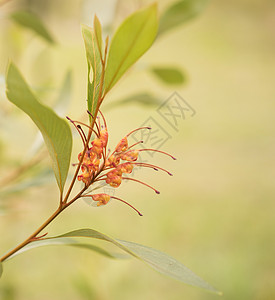 澳大利亚本地野花Grevilla蜘蛛花图片