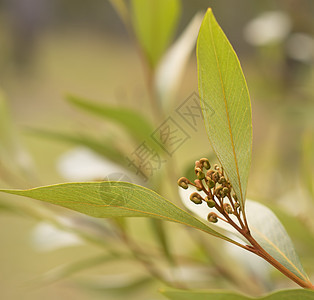 澳大利亚野花 格勒韦拉芽图片