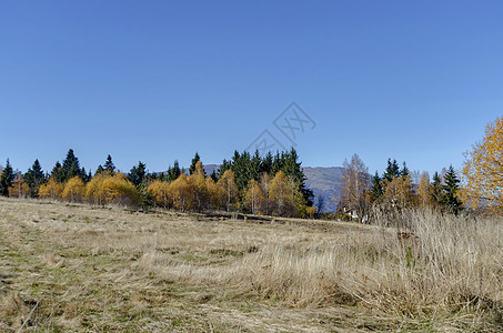 向维托沙山方向的平原上的方形树颜色灌木绿色场地松树天空桦木平面黄色树木金子图片