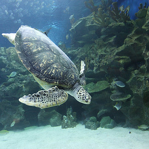 在水下游泳的海龟图片
