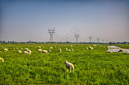荷兰荷兰荷兰荷兰 美丽的山地草原上牧羊群天空草地沙漠农田森林天气高地场地阳光环境图片